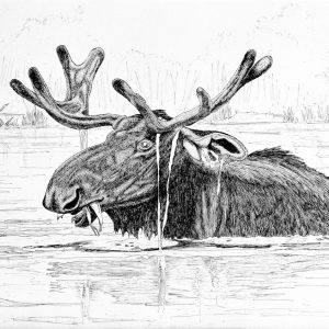 Bull Moose - Paul Camarro