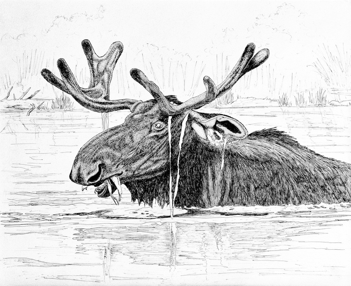 Bull Moose - Paul Camarro