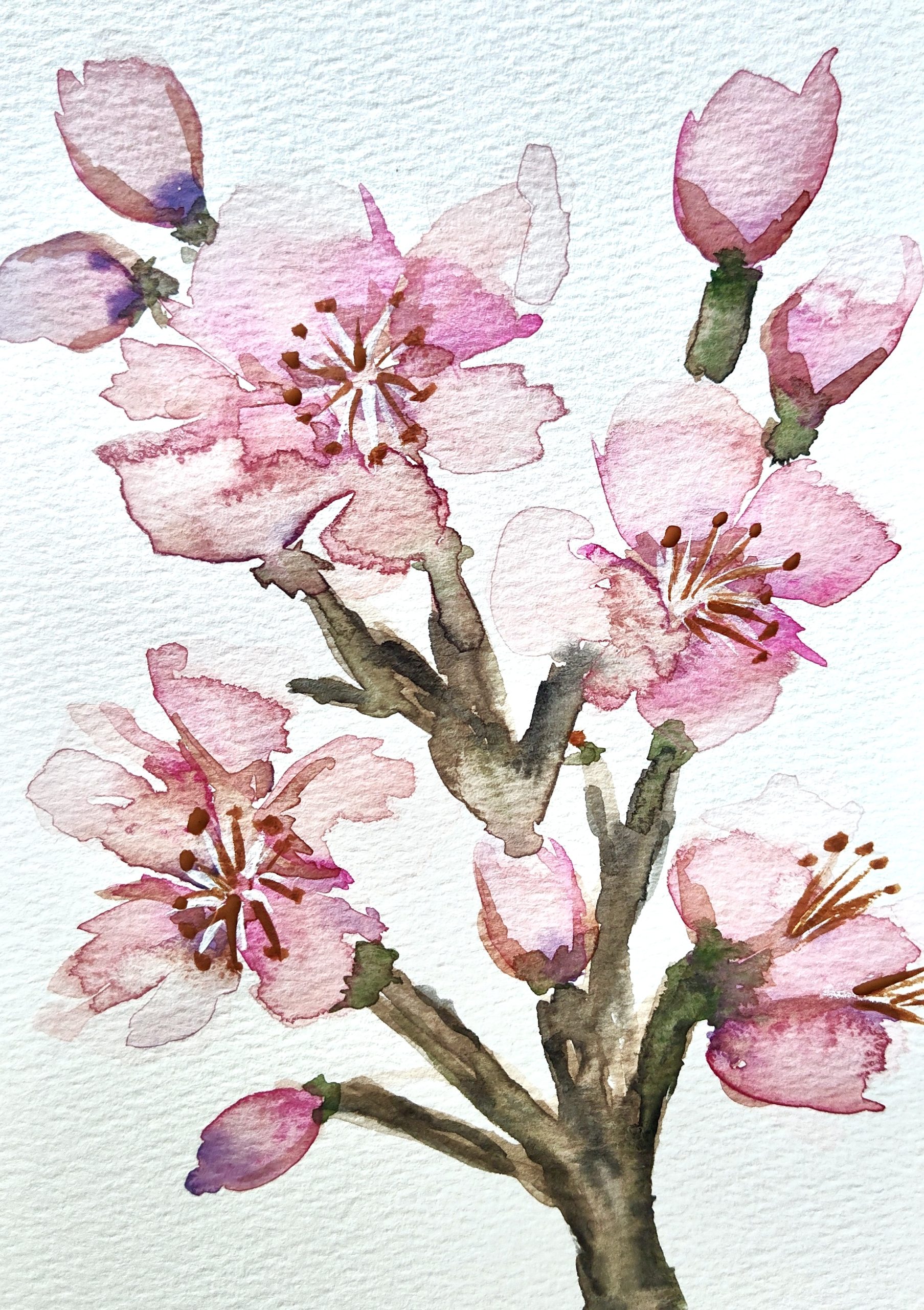 Sakura - Natalie O'Neil