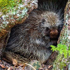Son-ja the Porcupine - Yulia Karpova