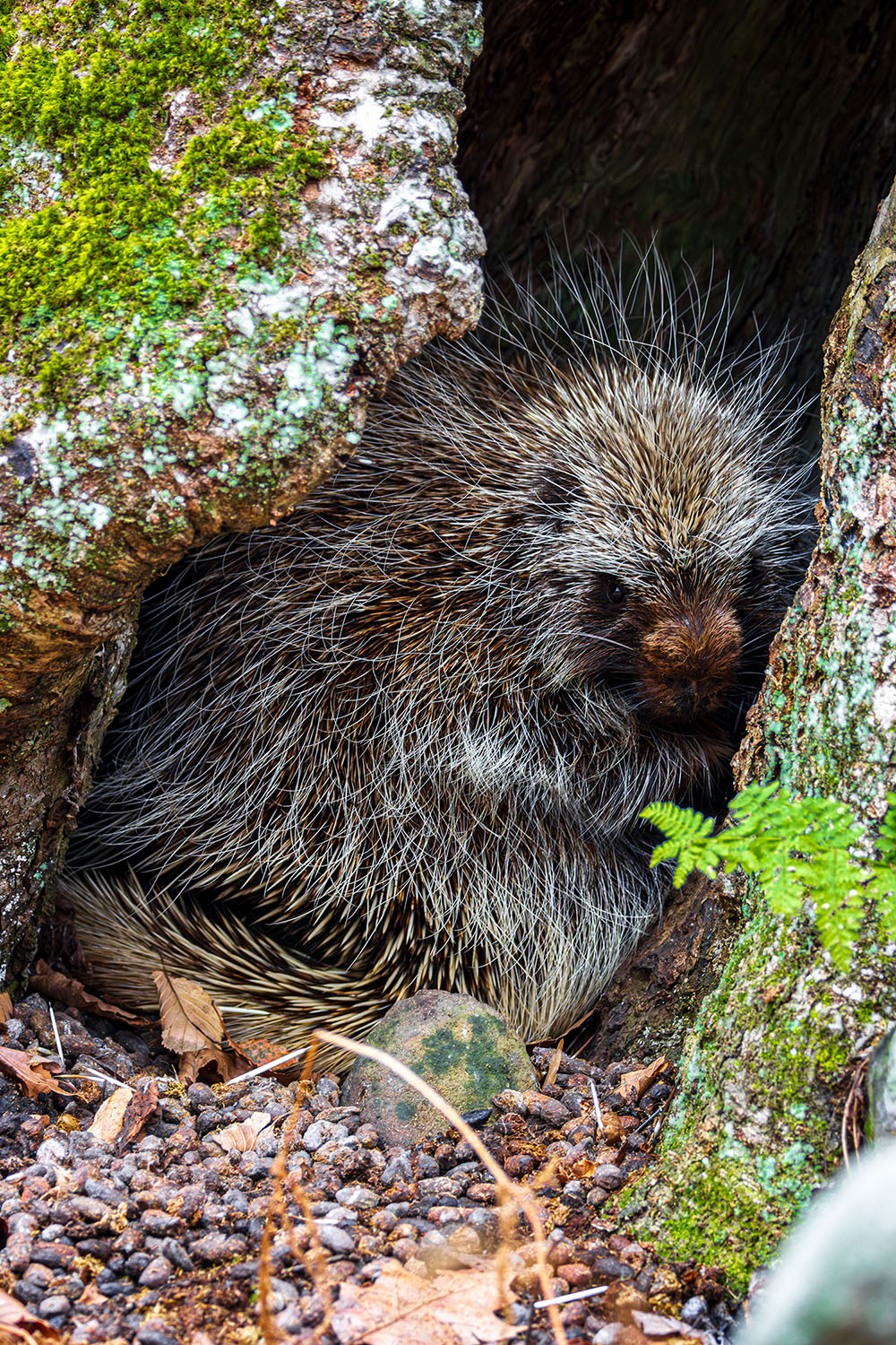 Son-ja the Porcupine - Yulia Karpova